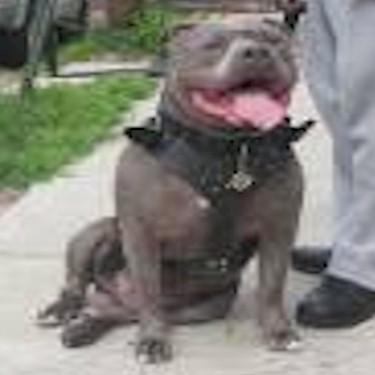 media/Youngs Cosmo of TruBlueKennels Pit Bull.jpg